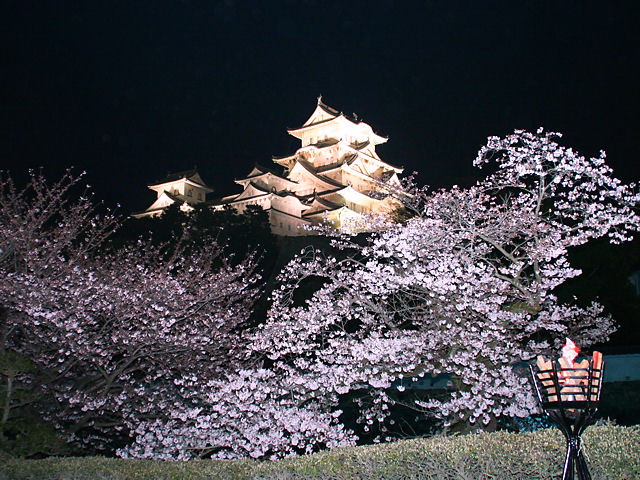 姫路市　姫路城夜桜会・桜のライトアップ / 姫路城西の丸庭園