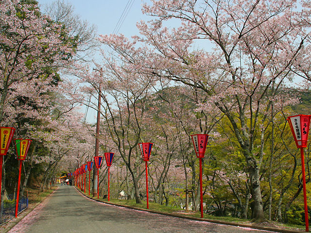 たつの市　龍野公園の桜並木