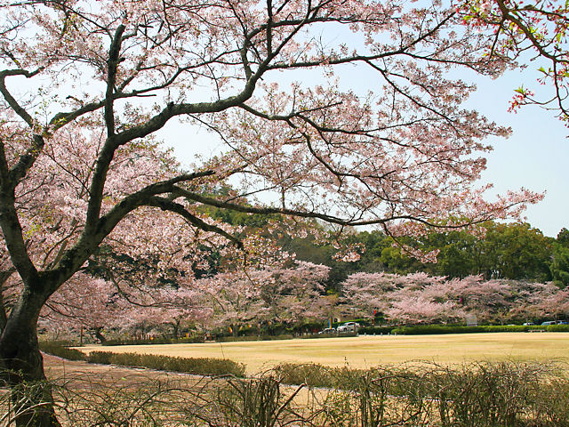 たつの市　龍野公園の桜並木