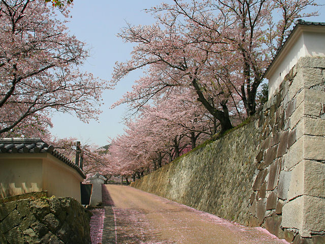 たつの市　龍野城の桜