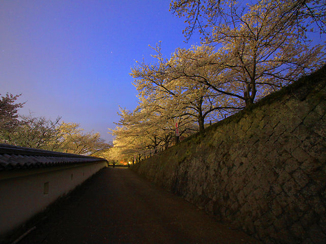 たつの市　龍野城の夜桜・桜のライトアップ