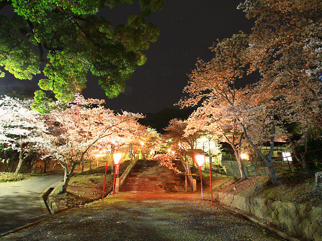 たつの市　龍野公園の夜桜・桜のライトアップ