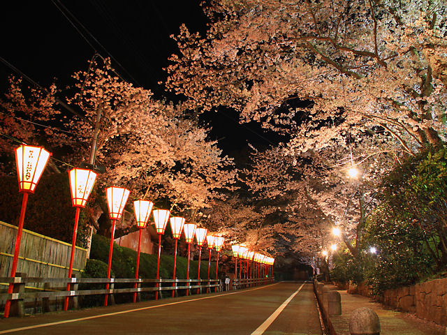 たつの市　龍野公園の夜桜・桜のライトアップ