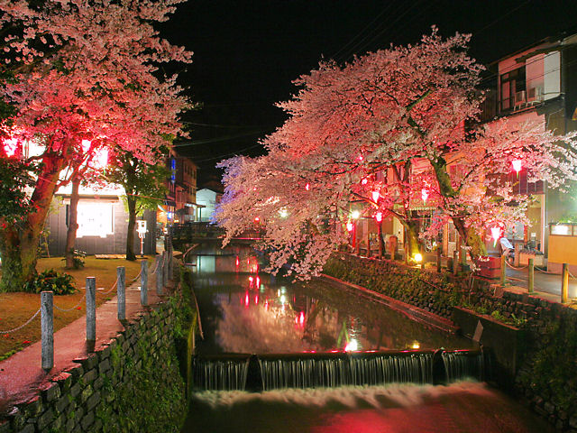 豊岡市　城崎温泉夜桜月間・桜のライトアップ