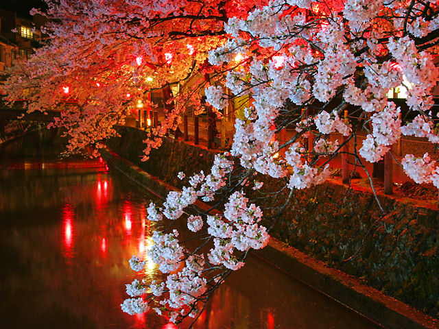 豊岡市　城崎温泉夜桜月間・桜のライトアップ