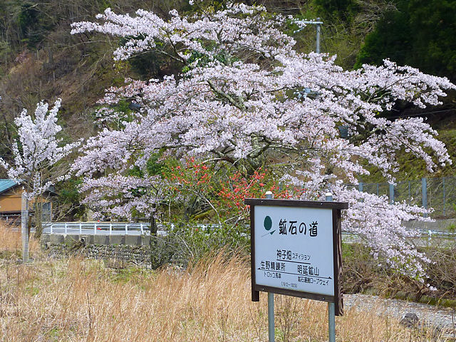朝来市　神子畑選鉱場跡・ムーセ旧居・ムーセハウス写真館の桜、花見、夜桜