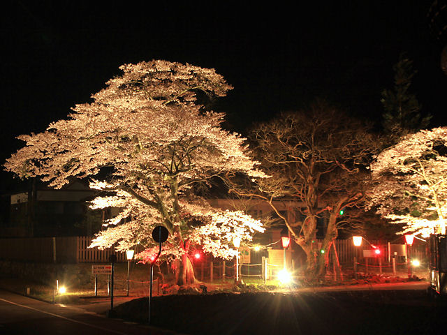 朝来市　神子畑選鉱場跡・ムーセ旧居　桜のライトアップ・夜桜