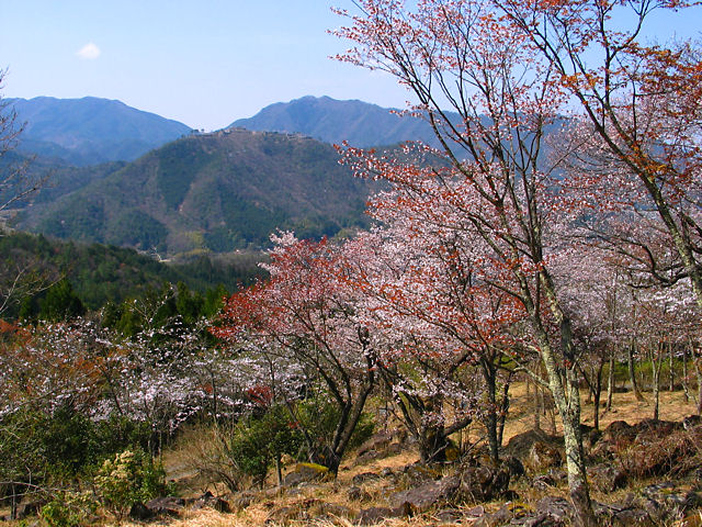 立雲峡の桜と竹田城跡