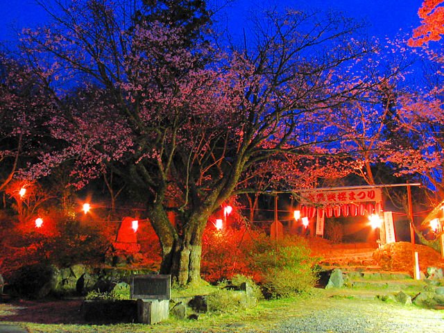 立雲峡桜まつり / 桜のライトアップ・夜桜