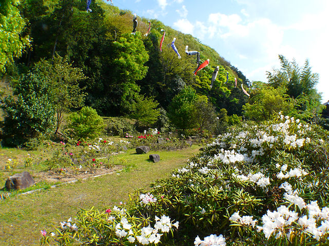 篠山市　西紀シャクナゲ公園のシャクナゲの花