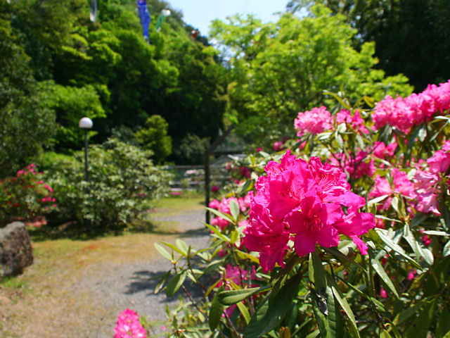 篠山市　西紀シャクナゲ公園のシャクナゲの花
