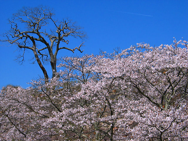 篠山市　篠山城跡の石垣と桜