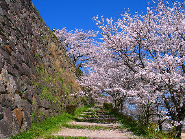 篠山市　篠山城跡の石垣と桜