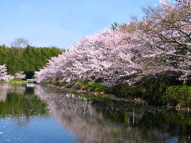 篠山市　篠山城跡外堀の桜