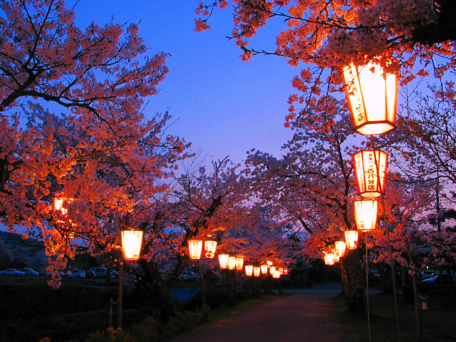 篠山市　篠山城跡の桜のライトアップ・夜桜