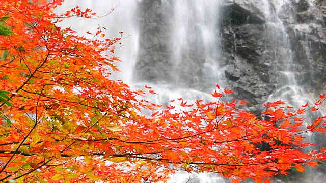 天滝と紅葉