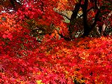 紅葉ともみじ 秋の風景 壁紙写真