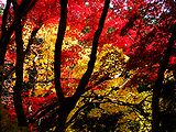 紅葉ともみじ 秋の風景 壁紙写真