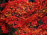紅葉とモミジ 秋の風景 壁紙写真