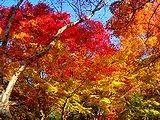 紅葉とモミジ 秋の風景 壁紙写真