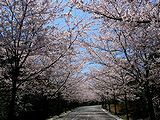 桜の風景 壁紙写真
