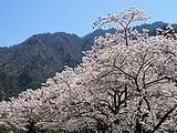 桜の風景 壁紙写真