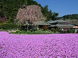 芝桜の風景写真