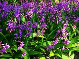 紫蘭(シラン)の花