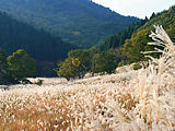 芒(ススキ）とススキの草原 壁紙写真