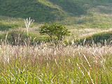 芒(ススキ）とススキの草原 壁紙写真