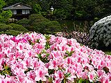 つつじの花と日本庭園