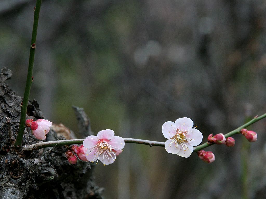 梅 ウメ 梅の花 梅林 壁紙写真 四季の彩り壁紙写真集