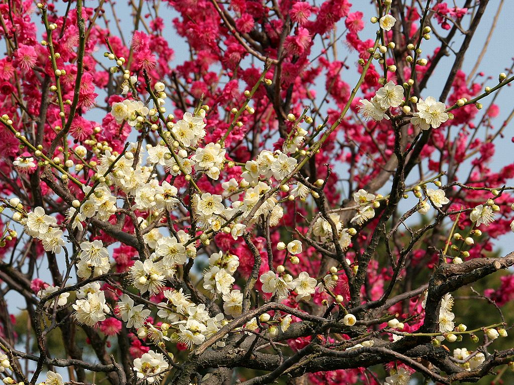 梅 ウメ 梅の花 梅林 壁紙写真 四季の彩り壁紙写真集